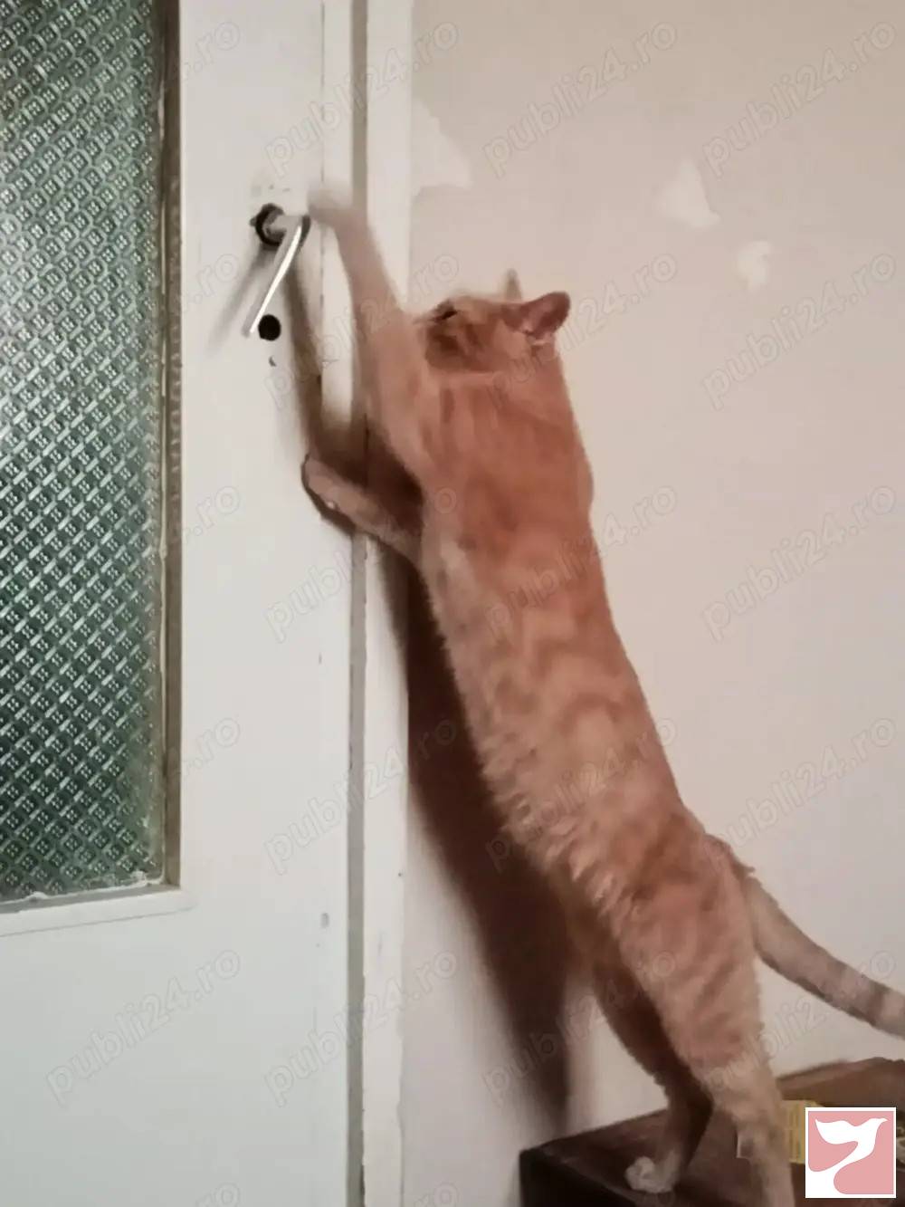 Vanzare apartament  3 CAMERE in Timişoara, Tipografilor, 65 mp